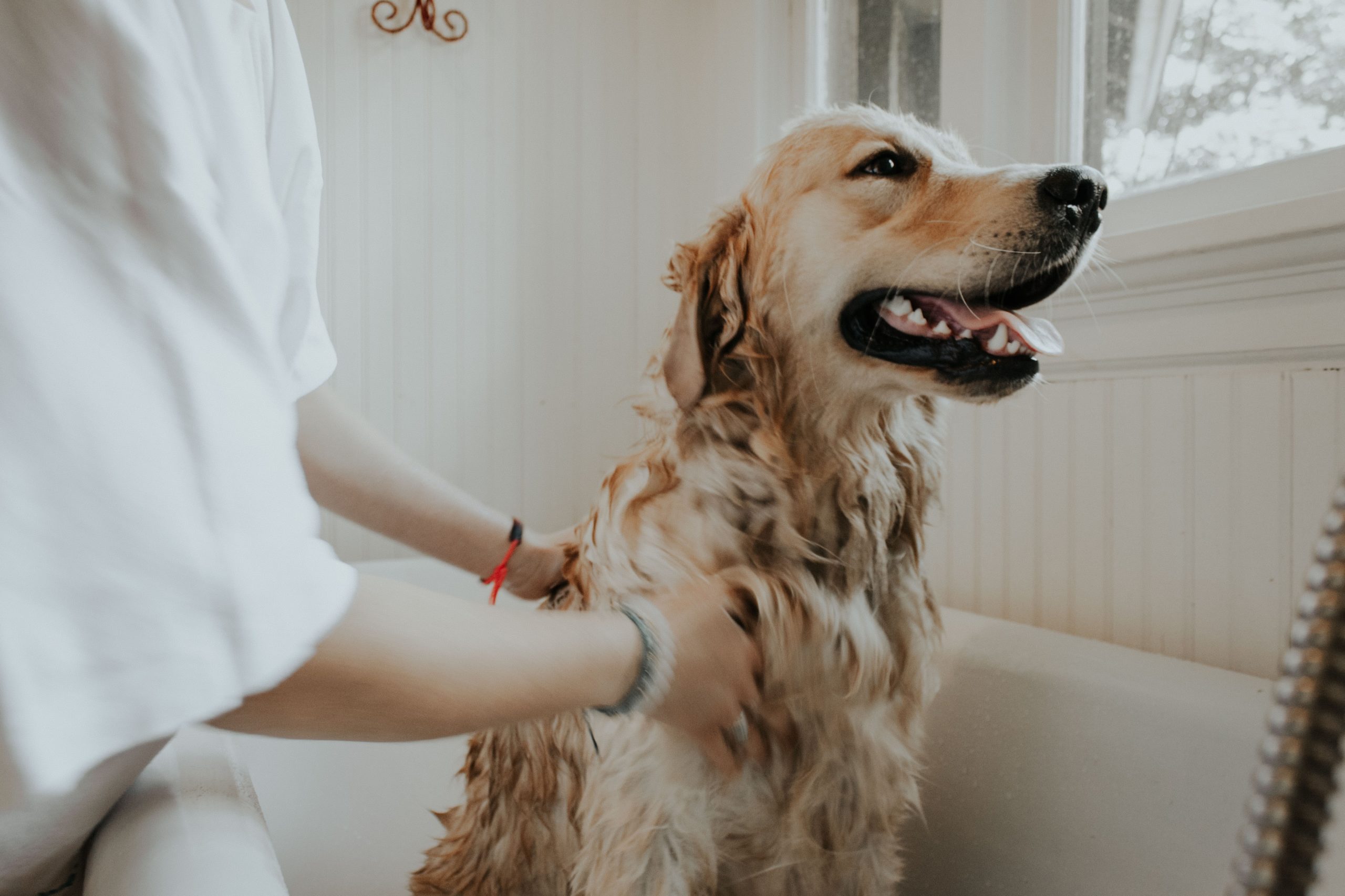 Dog Grooming Course Online